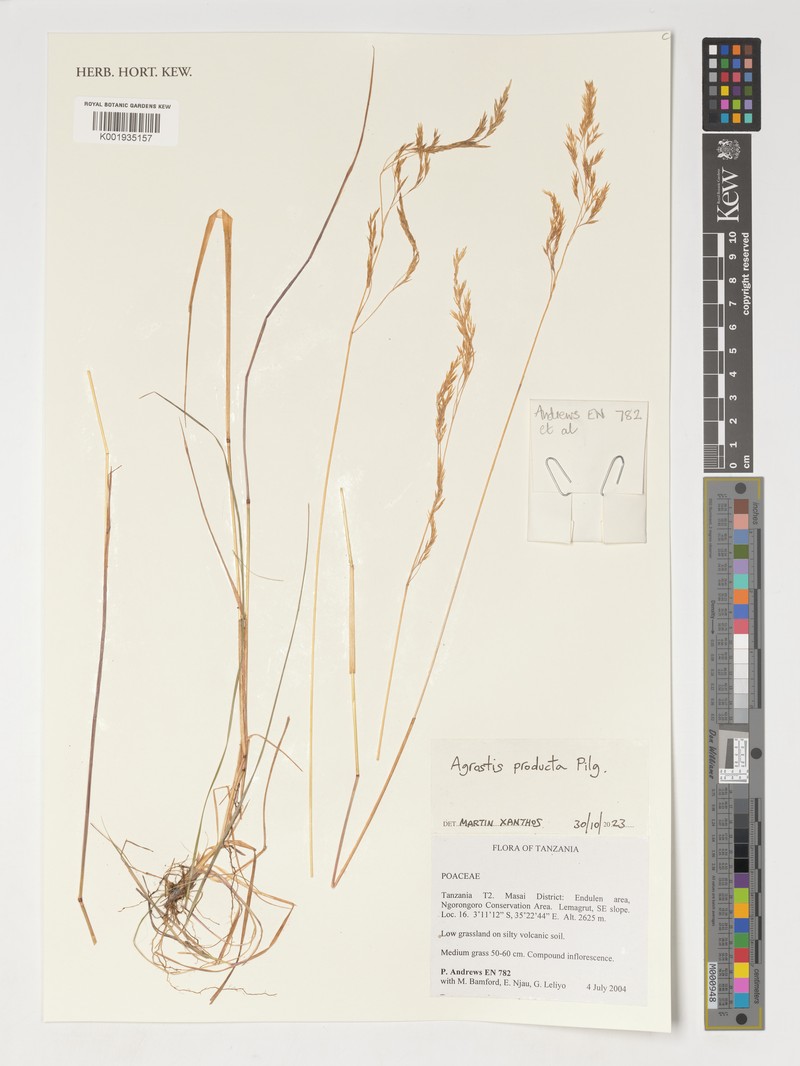 Agrostis producta photo 2