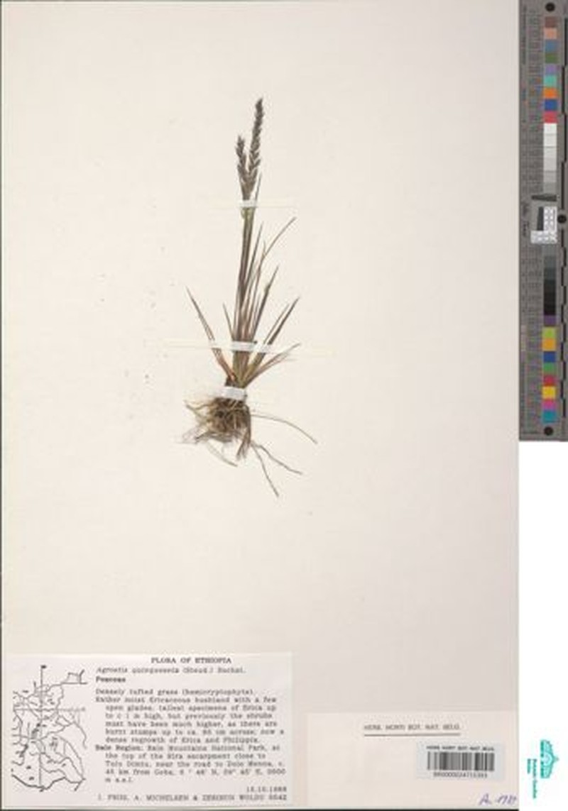 Agrostis producta photo 3