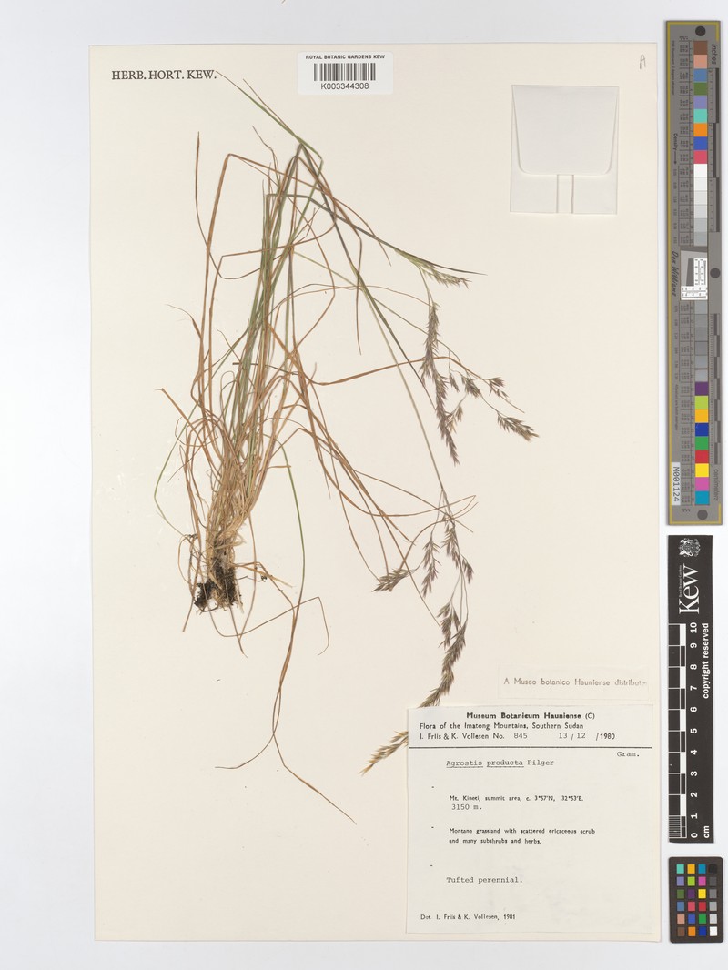 Agrostis producta photo 4