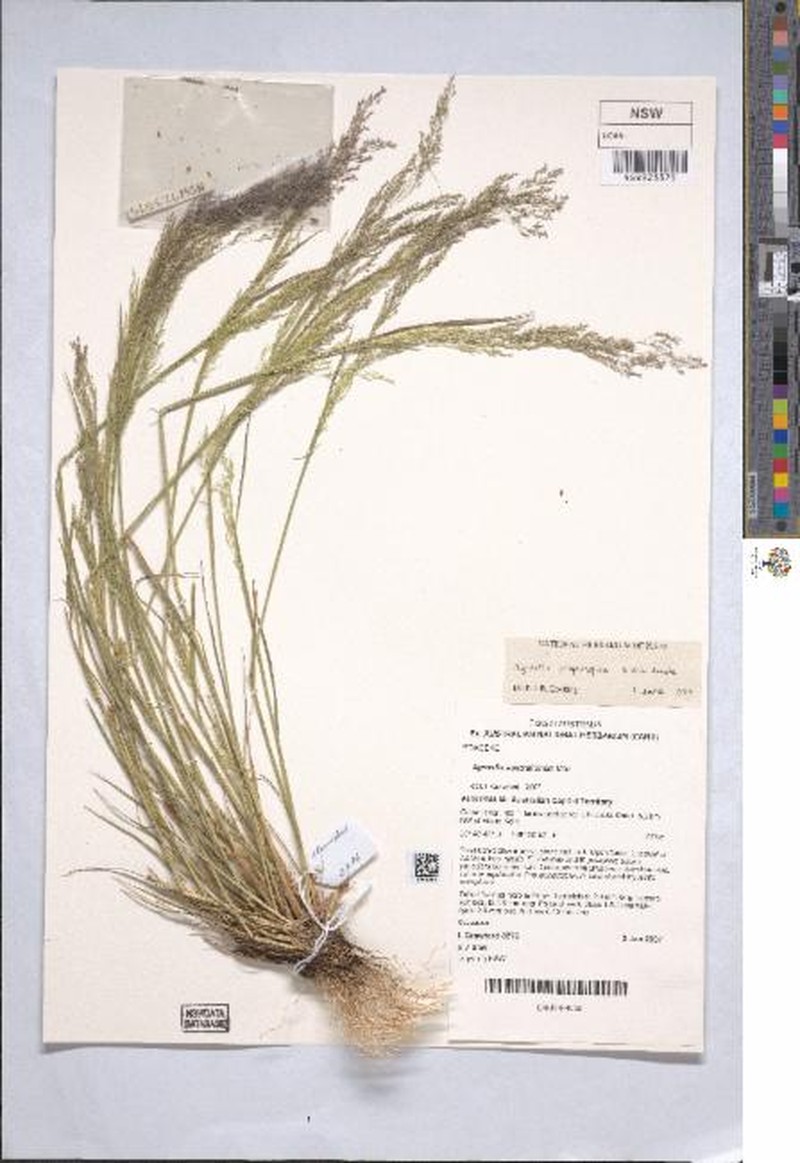 Agrostis propinqua