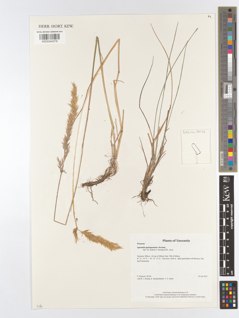 Agrostis quinqueseta