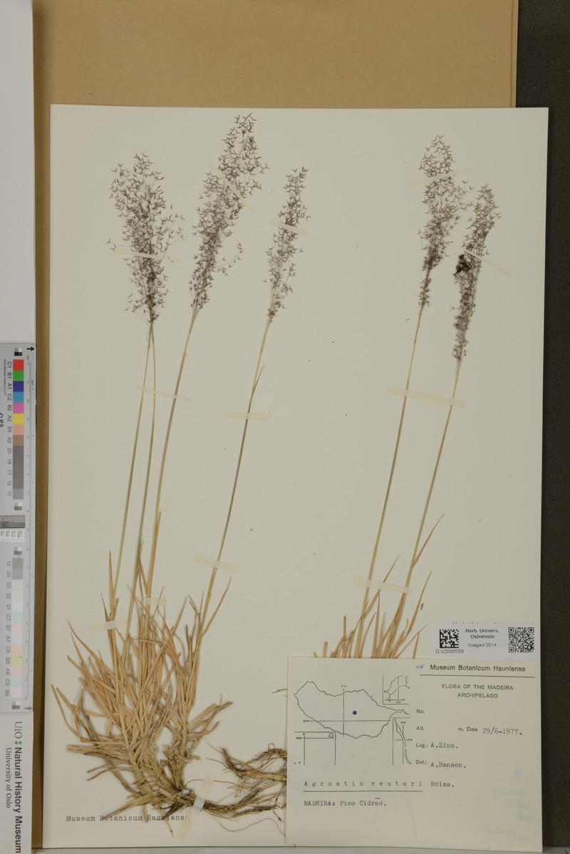 Agrostis reuteri