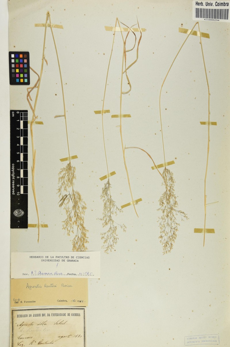 Agrostis reuteri photo 2