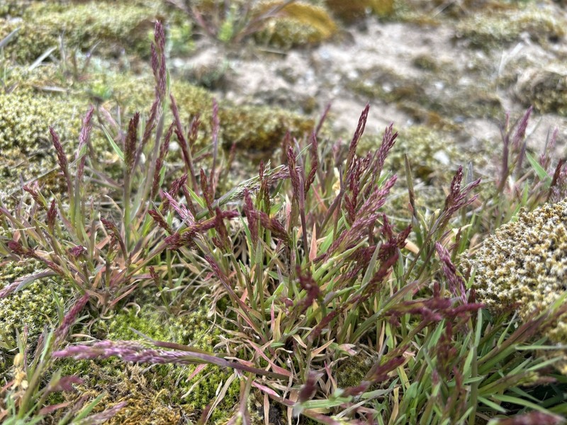 Ross' Bentgrass photo 2