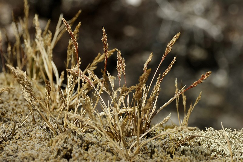 Ross' Bentgrass photo 3