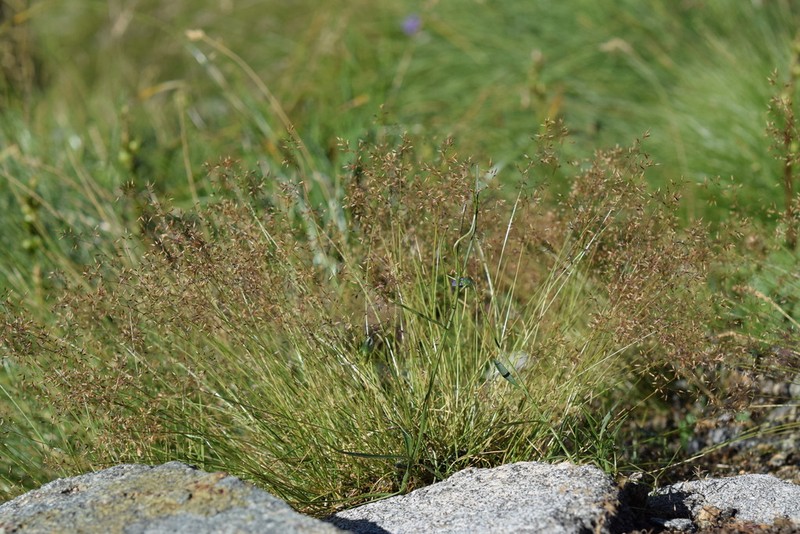 Agrostis rupestris