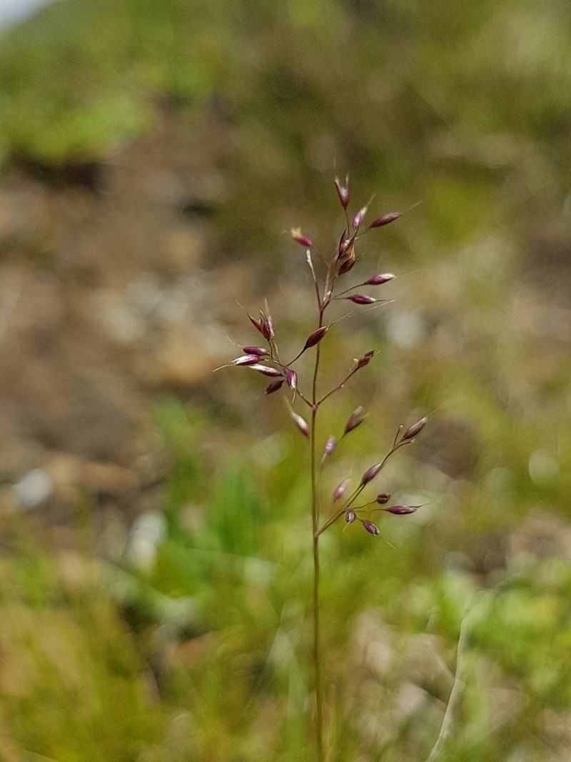 Agrostis rupestris photo 2