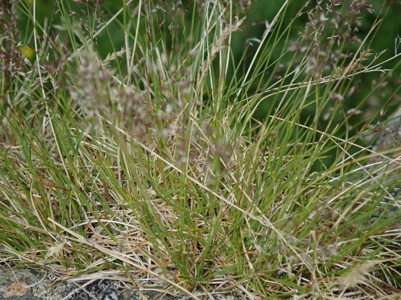 Agrostis rupestris photo 3