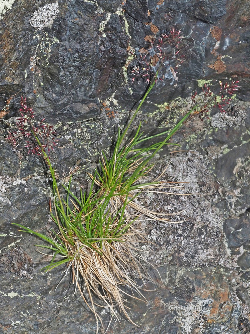 Agrostis rupestris photo 4