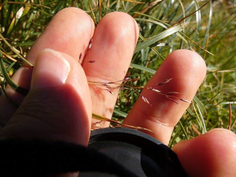 Agrostis rupestris photo 5