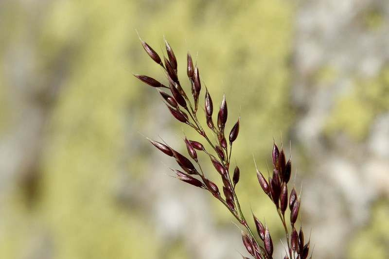 Agrostis rupestris photo 6
