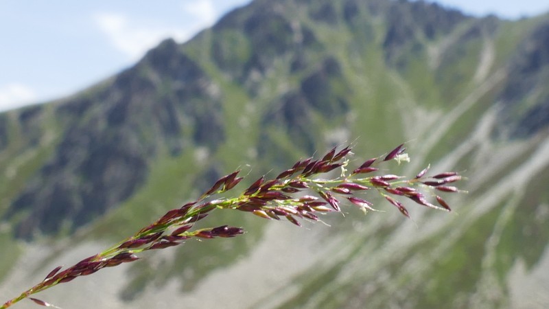 Agrostis rupestris photo 7