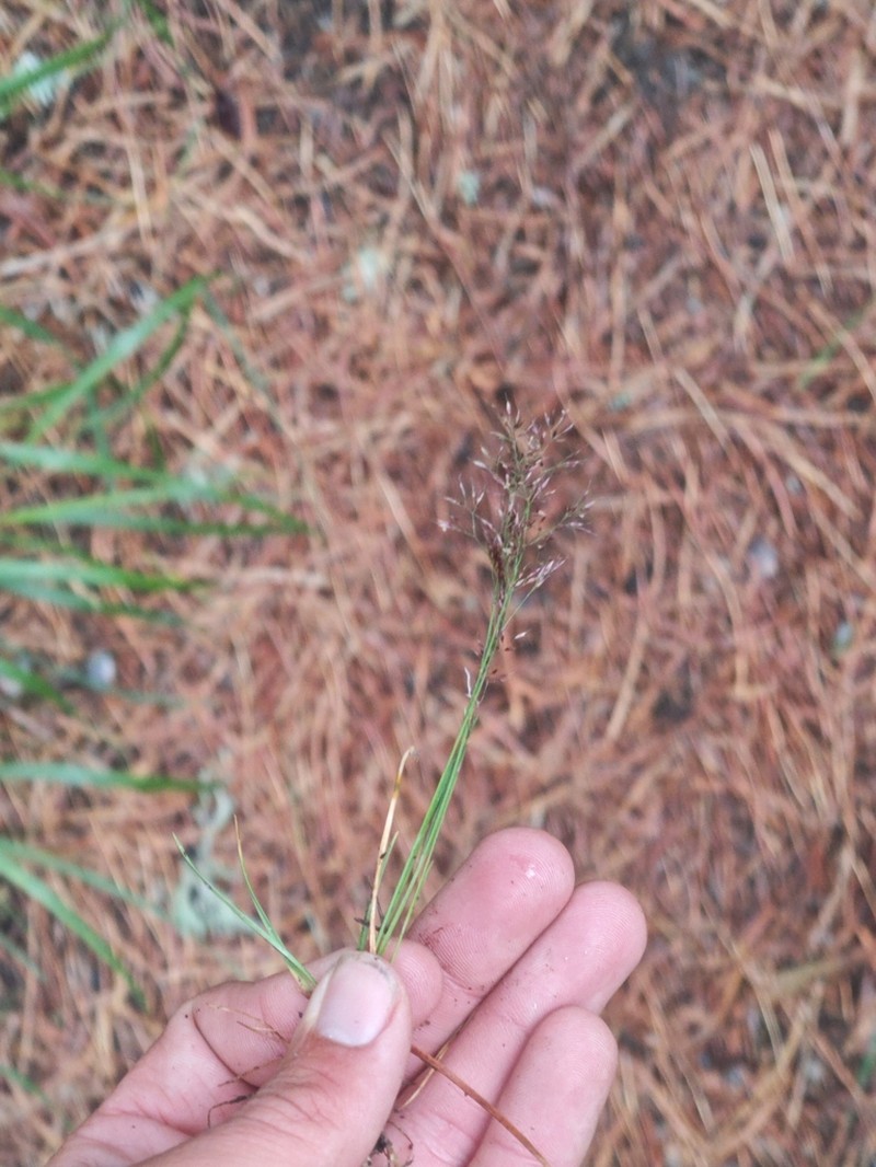 Agrostis rupestris photo 8