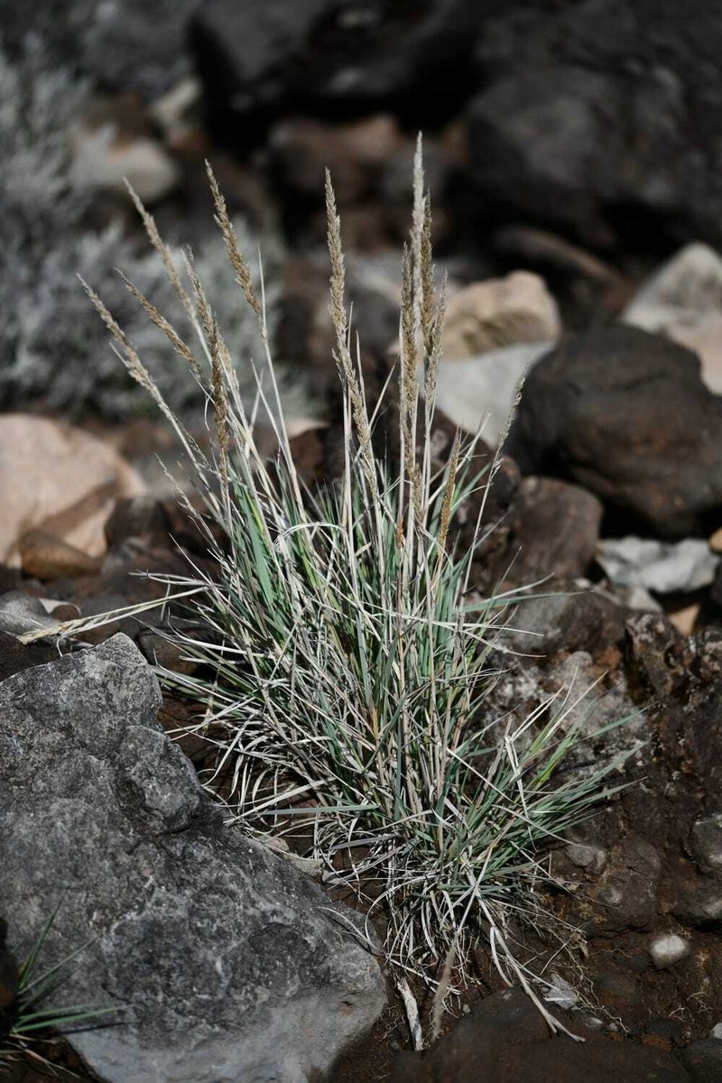 Agrostis salaziensis photo 2