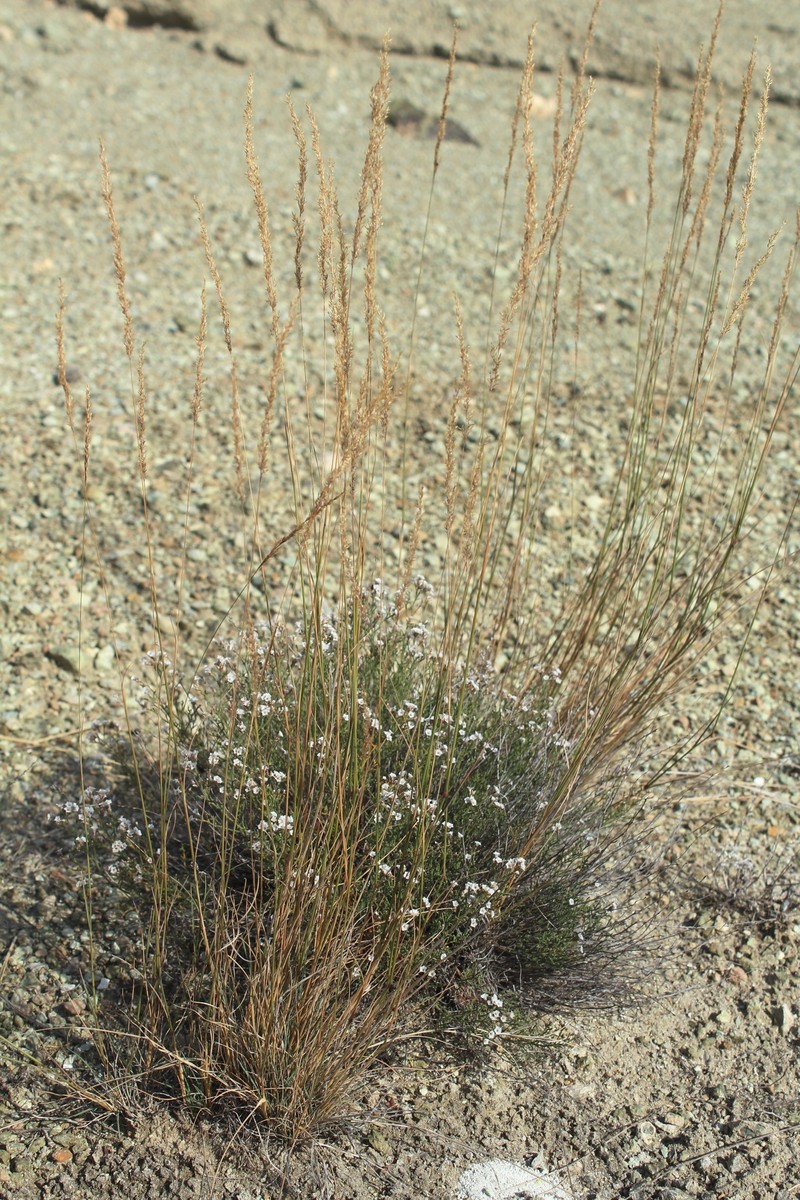 Agrostis salsa photo 2