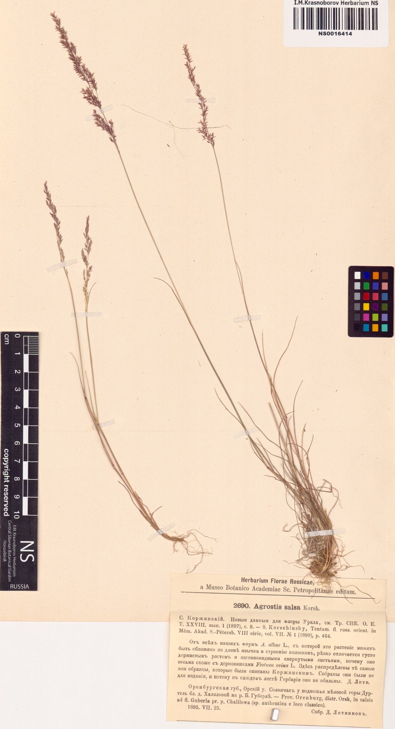 Agrostis salsa photo 3