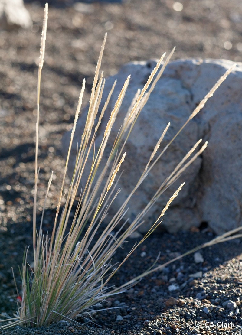 Hawai'I Bentgrass
