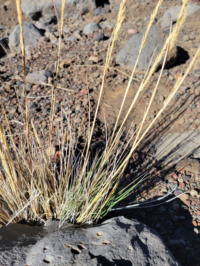 Hawai'I Bentgrass photo 3