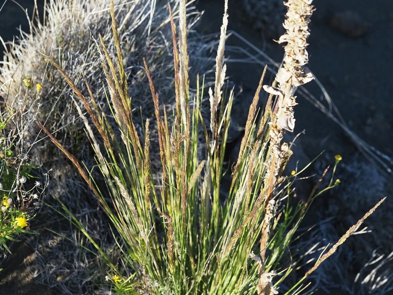 Hawai'I Bentgrass photo 5