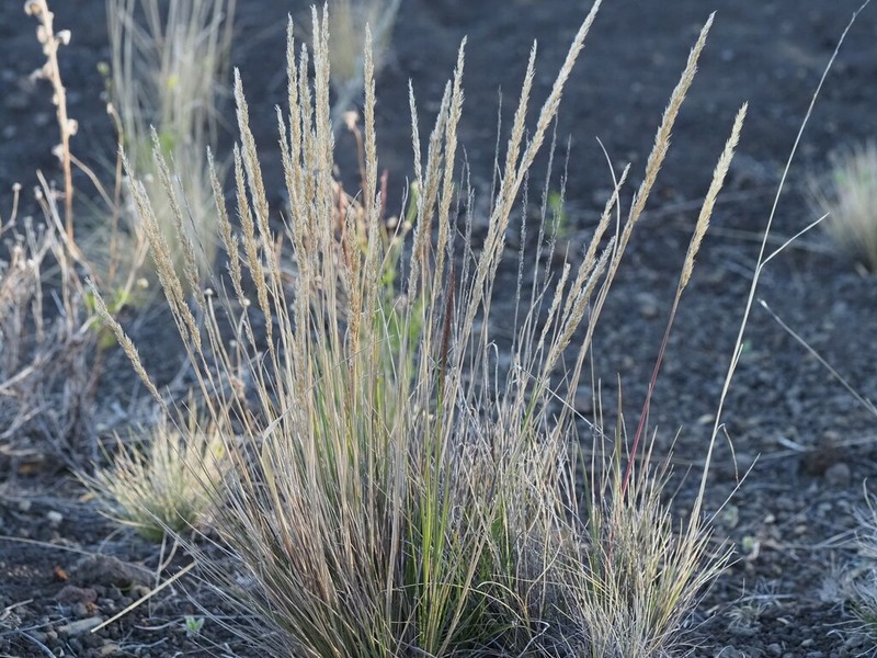Hawai'I Bentgrass photo 6