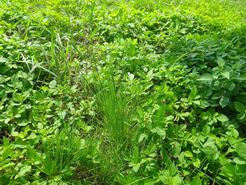 Rough Bentgrass photo 7