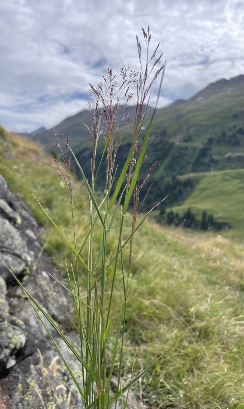 Agrostis schraderiana