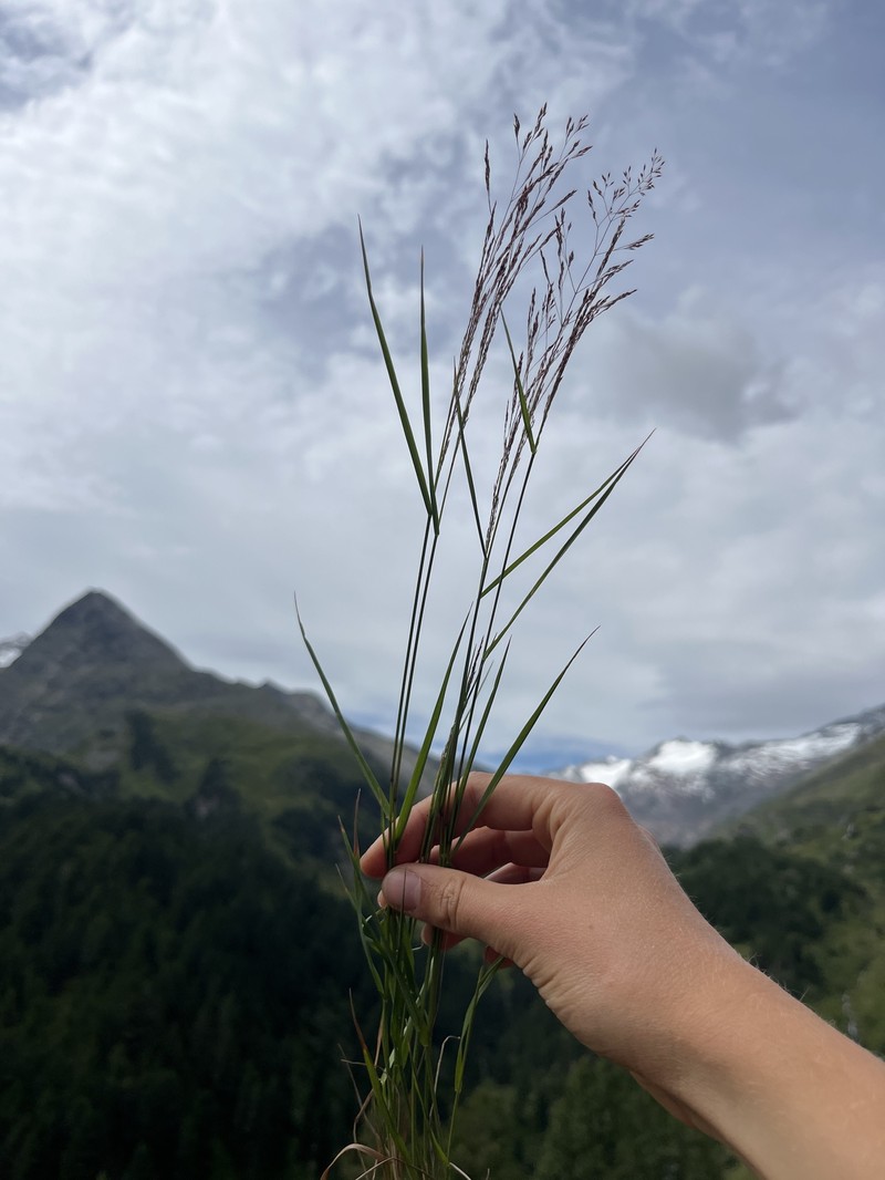 Agrostis schraderiana photo 2