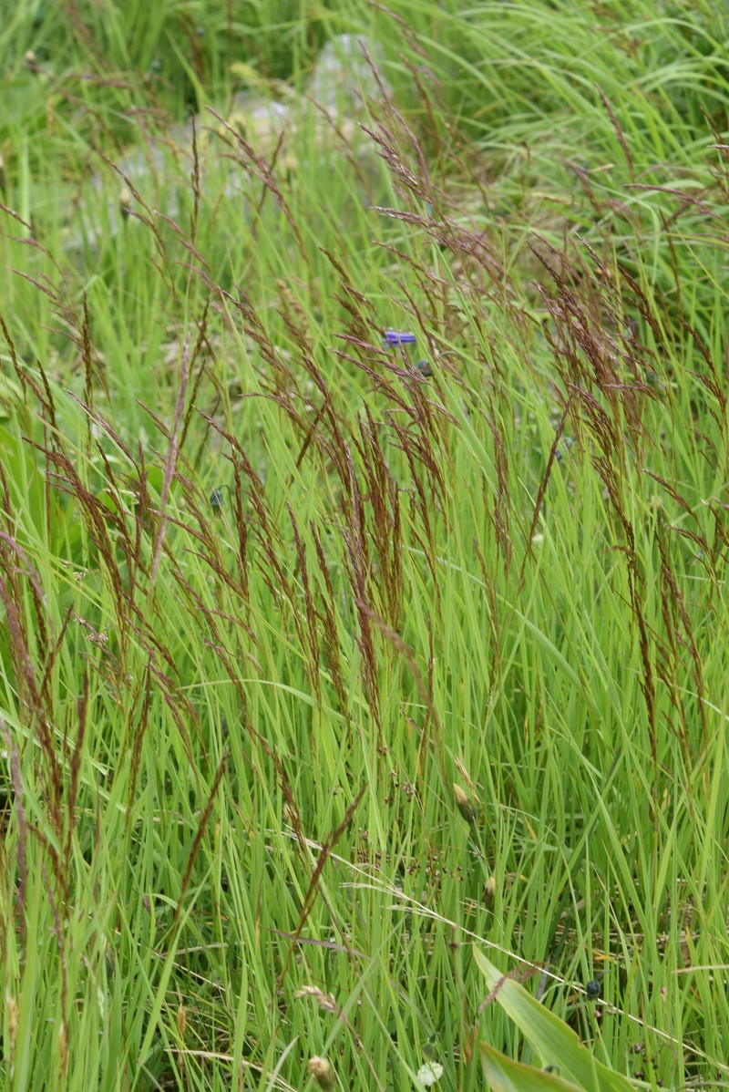 Agrostis schraderiana photo 3