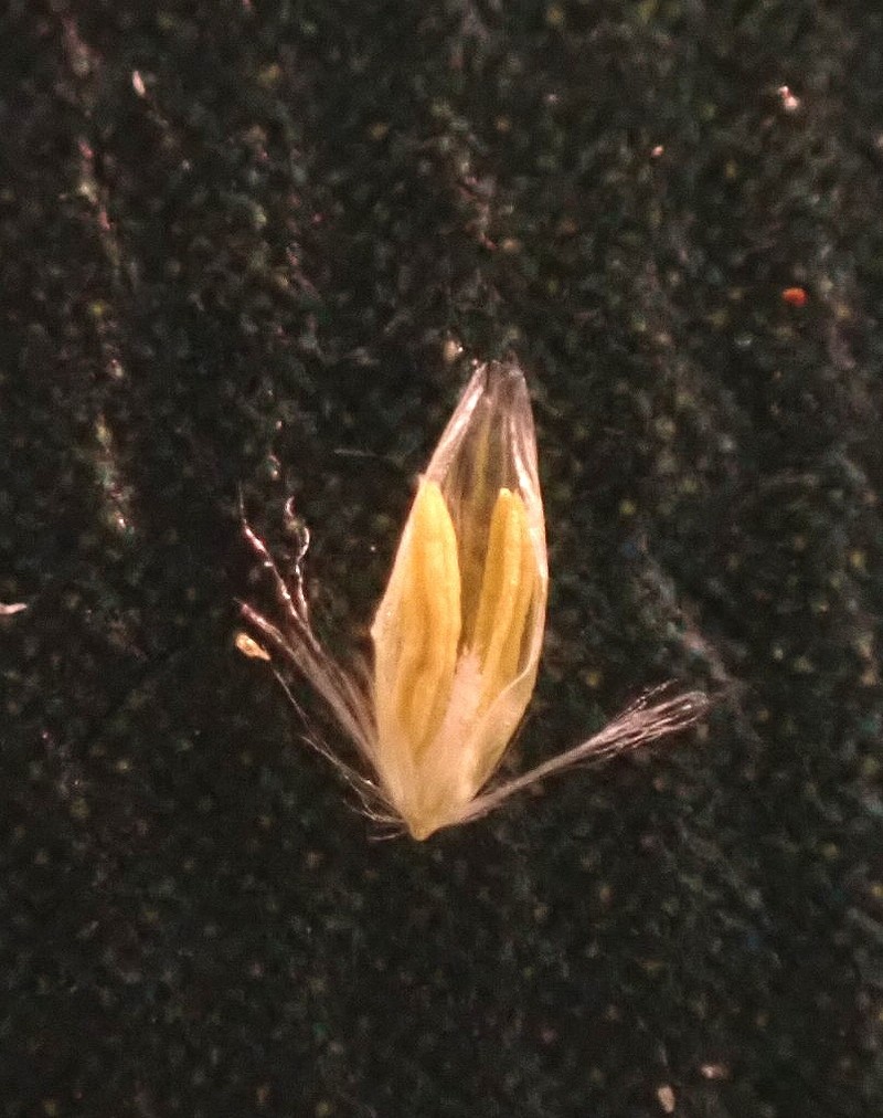 Agrostis schraderiana photo 4