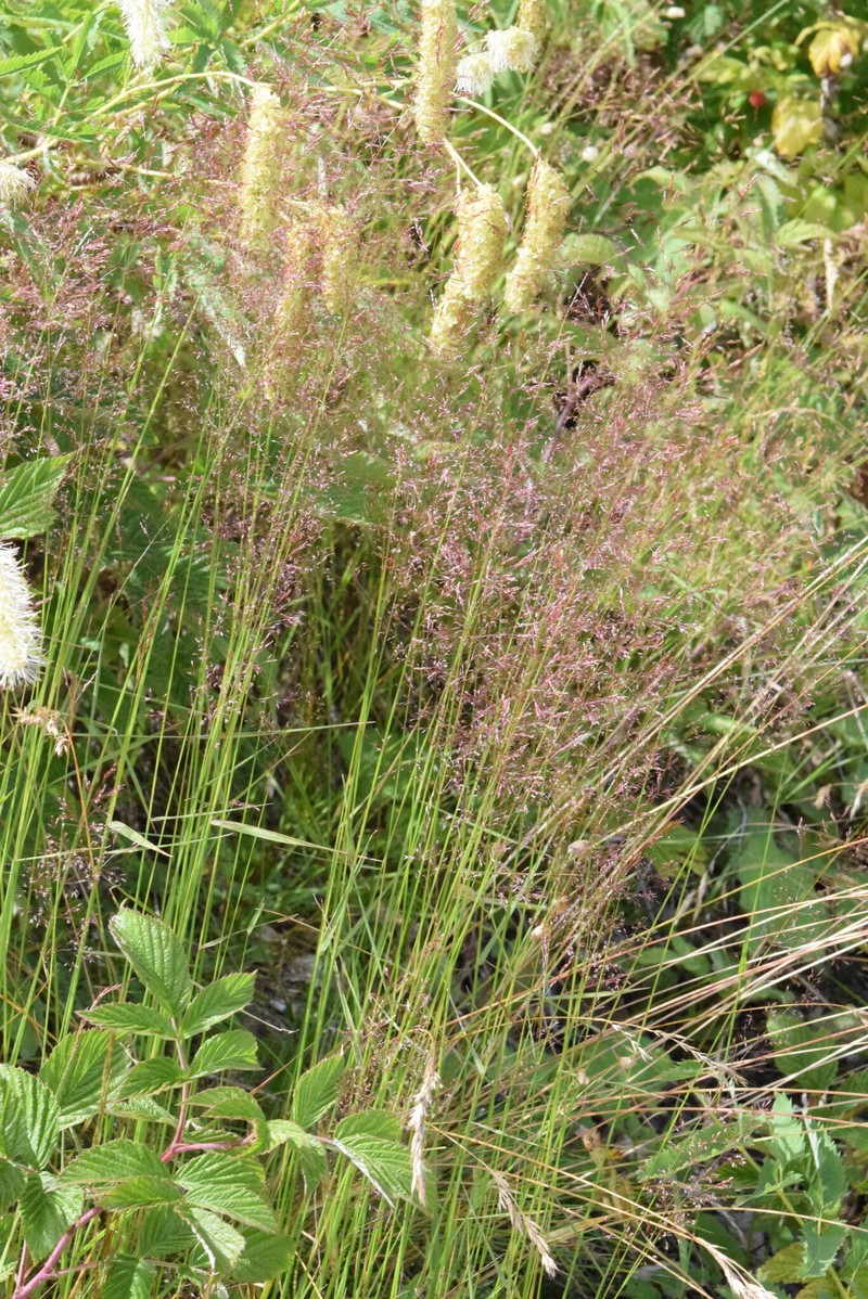 Agrostis schraderiana photo 5