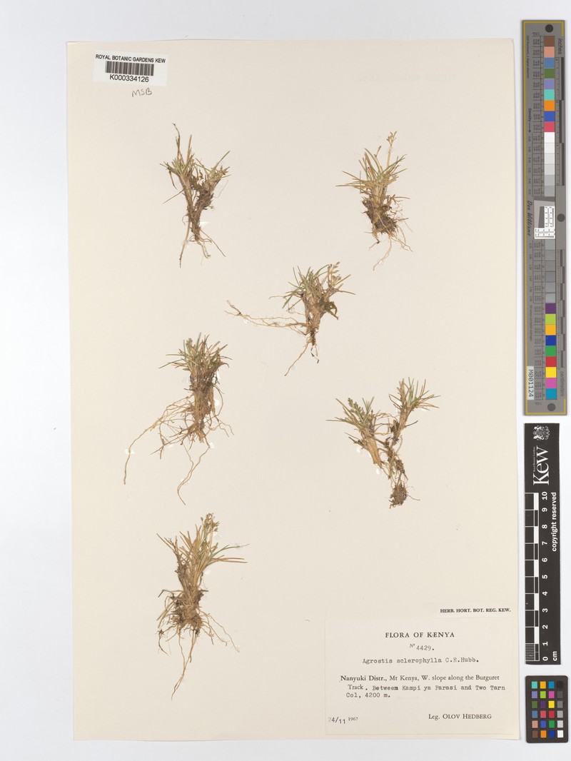 Agrostis sclerophylla