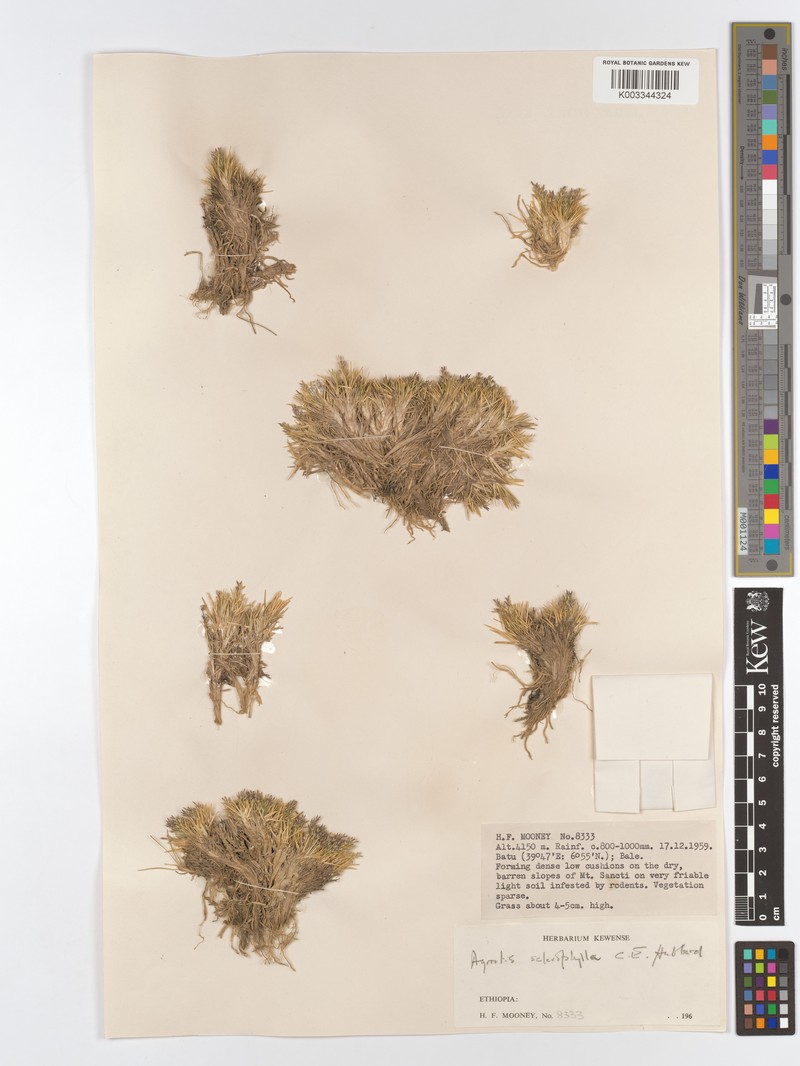 Agrostis sclerophylla photo 2