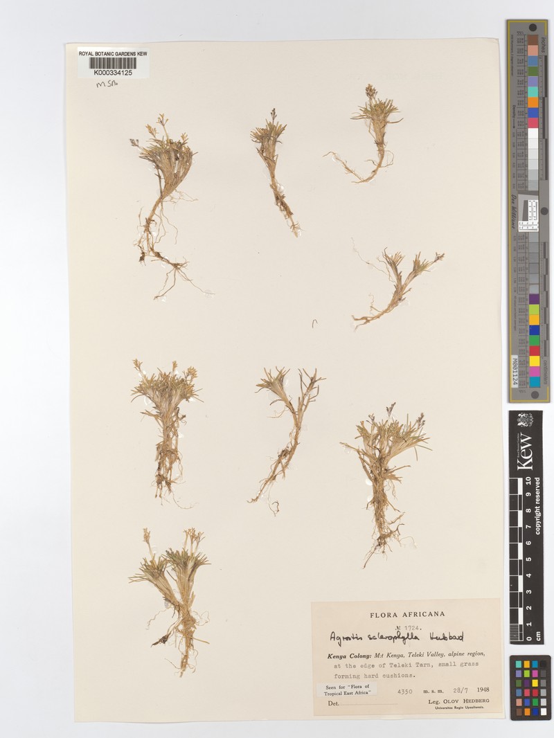 Agrostis sclerophylla photo 3