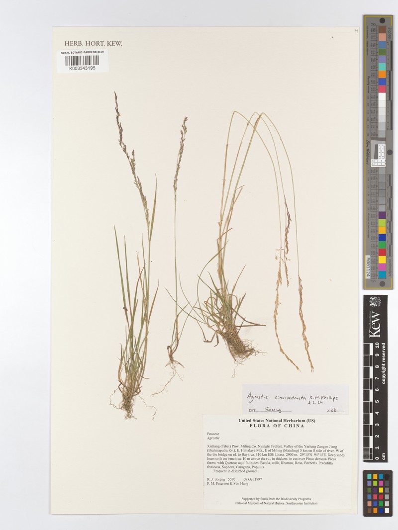 Agrostis sinocontracta