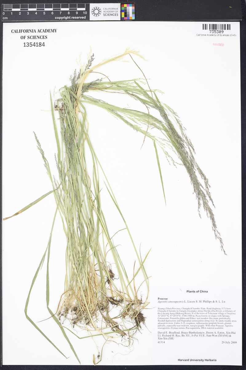 Agrostis sinorupestris