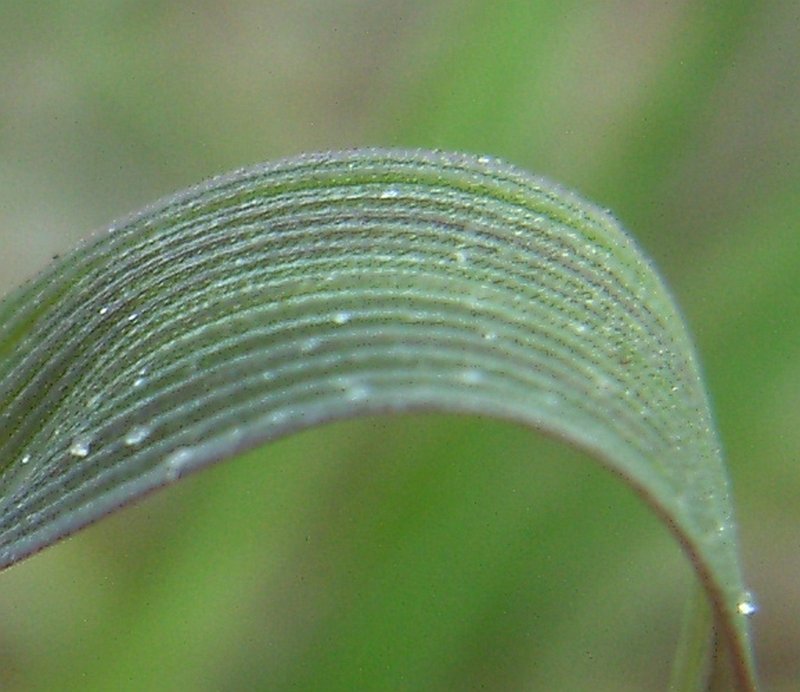 Creeping Bentgrass photo 3
