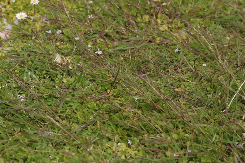 Creeping Bentgrass photo 5