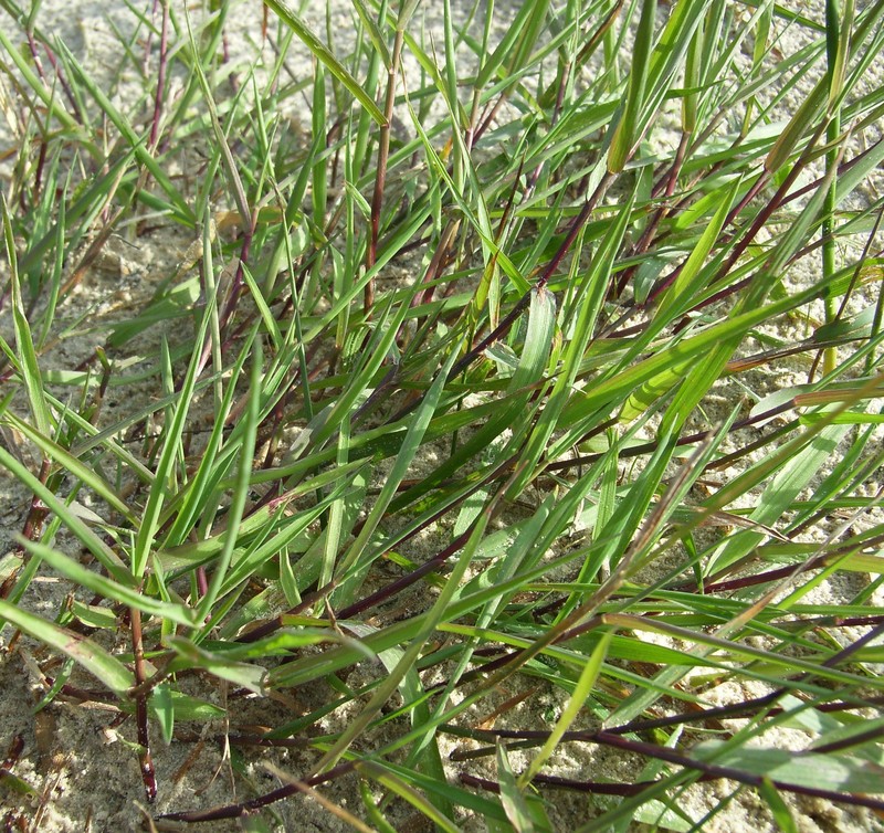 Agrostis transcaspica