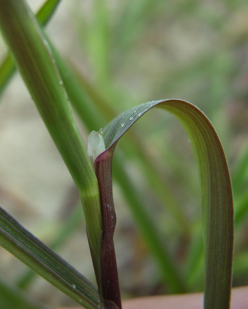 Agrostis transcaspica photo 2