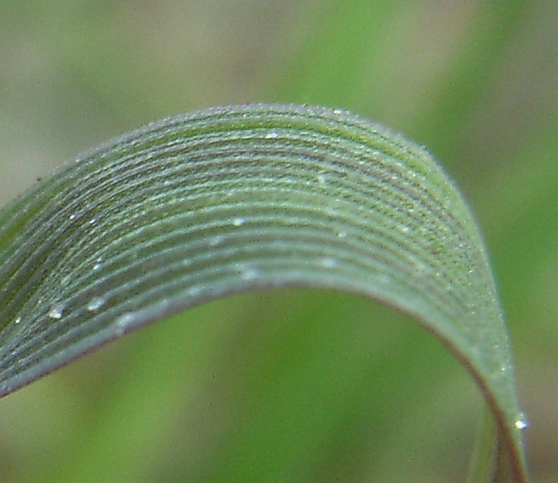 Agrostis transcaspica photo 3