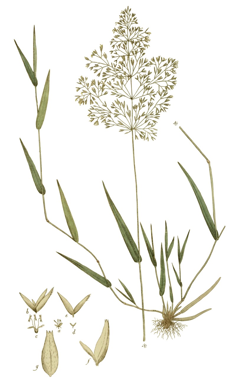 Agrostis transcaspica photo 4