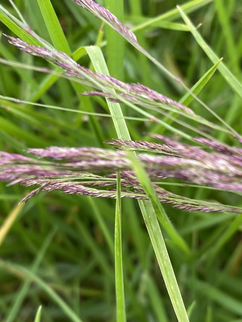Agrostis transcaspica photo 6
