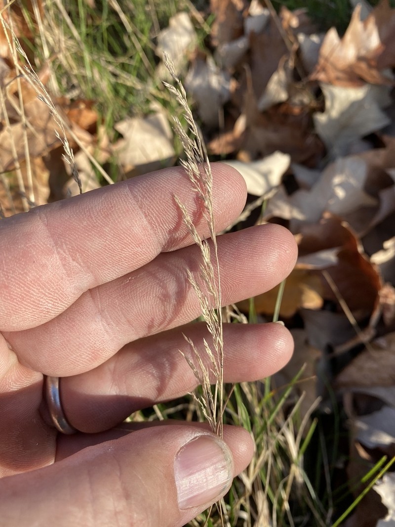 Agrostis transcaspica photo 7