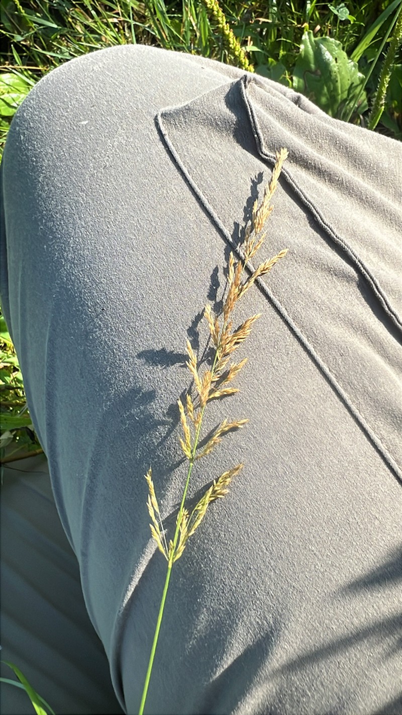 Agrostis transcaspica photo 8