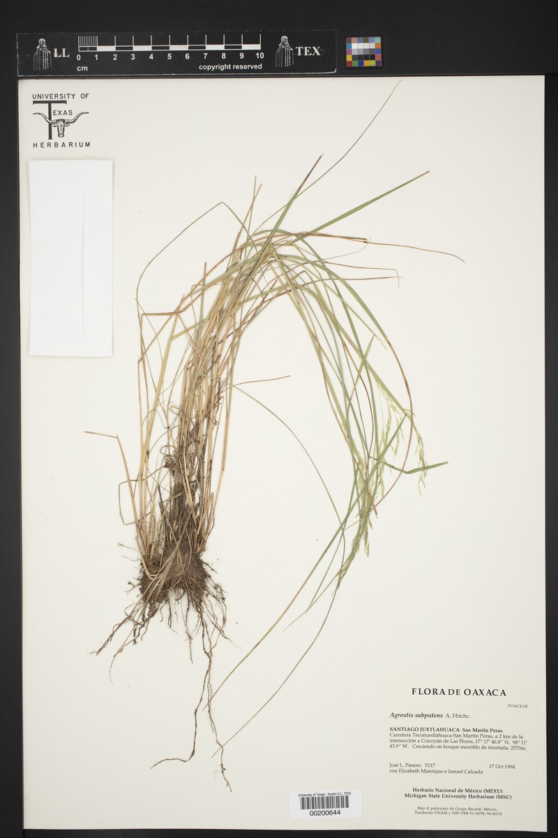 Agrostis subpatens