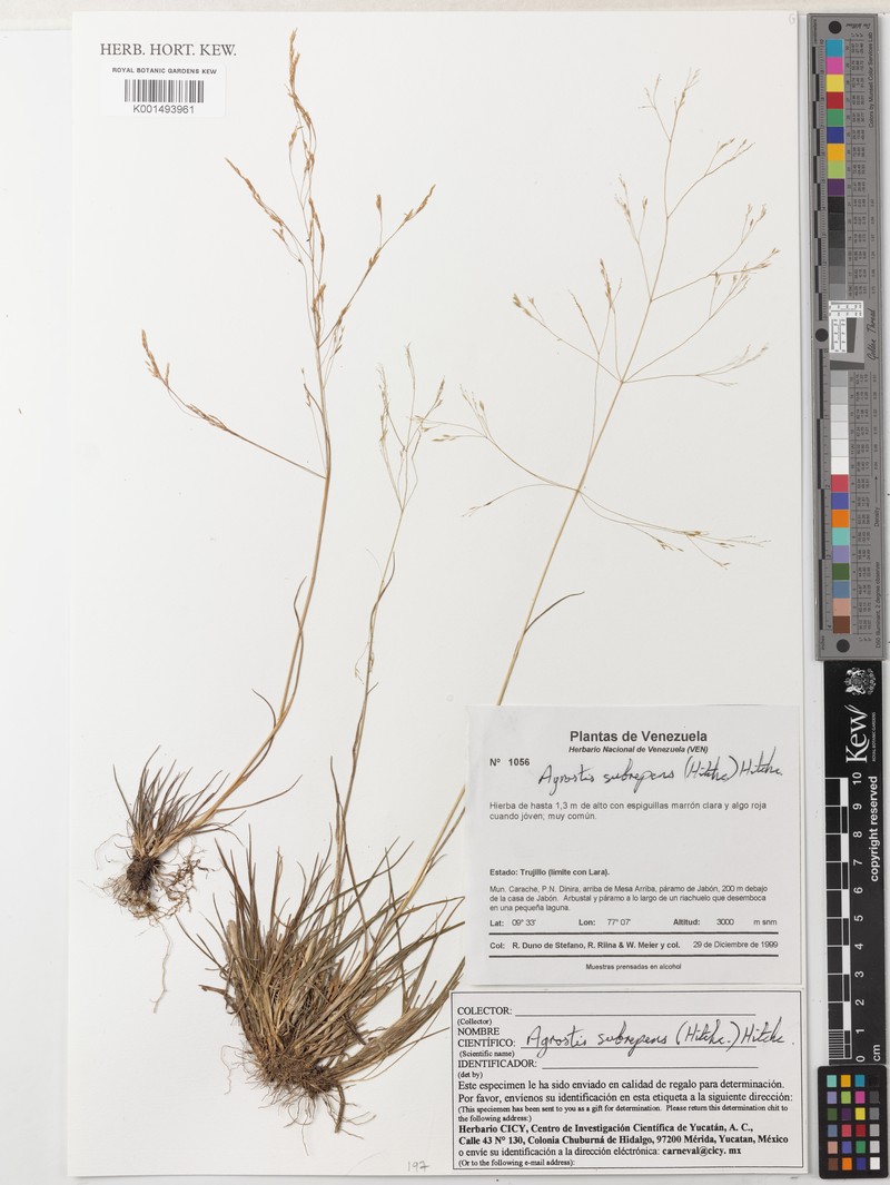 Agrostis subrepens