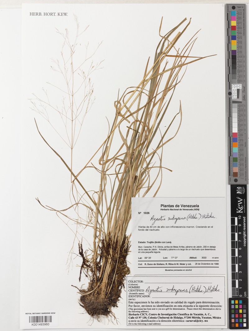 Agrostis subrepens photo 2