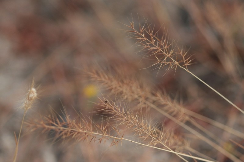 Agrostis subspicata
