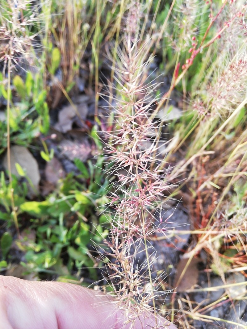 Agrostis subspicata photo 2