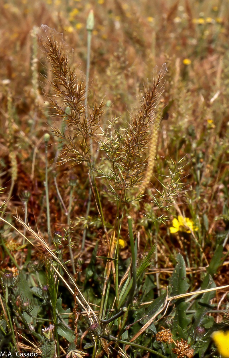 Agrostis subspicata photo 3